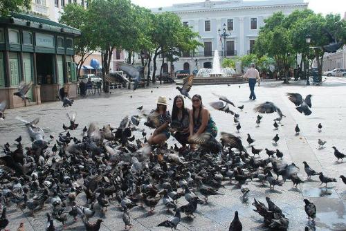Pigeons - Annoying or Entertaining