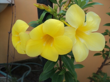 Yellow Bell - Flowers in my garden