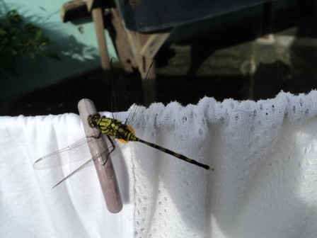 Dragonfly - Dragonfly on the clothesline