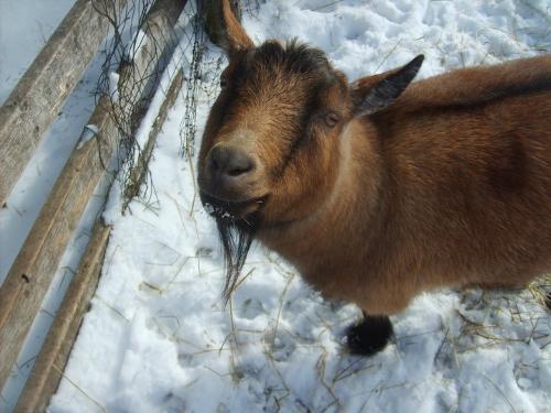 Snickers - Snickers is a Pygmy Goat who lives with another Pypmy Goat and a Nigerian Dawf.