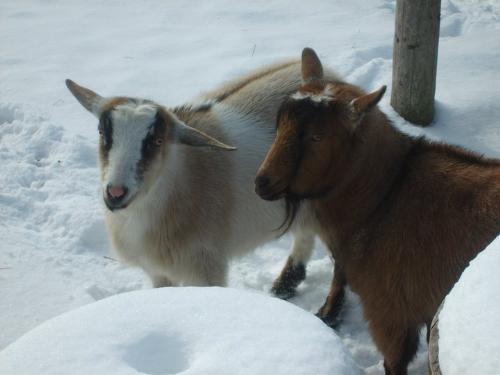 Two Goats - Here is Snickers and his friend Claude.