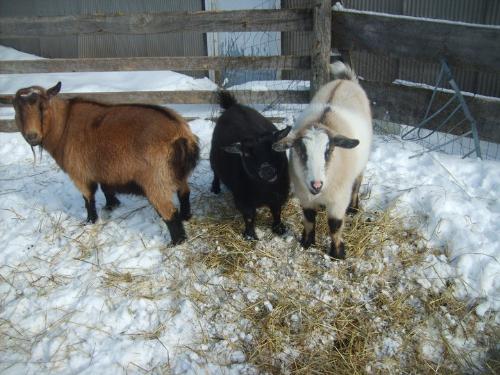 Three Amigos - They are snickers,the brown goat,Tish is the black goat and Claude is the tri-colored goat.