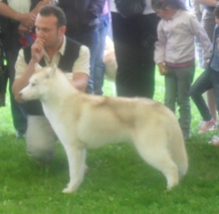 Siberian Husky - at CACIB Sibiu 2011