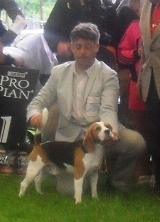Beagle - At CACIB Sibiu 2011