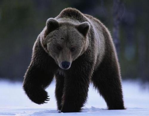 Bear - Big Black Bear