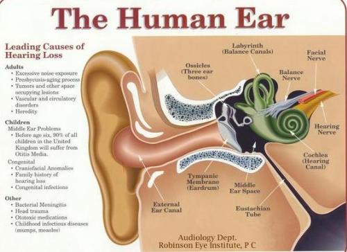Human ear - The complexity of the human ear