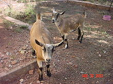 goat - A Nigerian Dawf Goat.