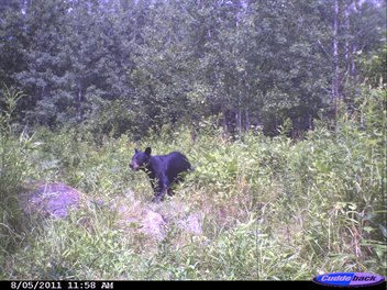 Bear - A black Bear. A very common bear in the USA.