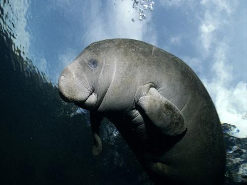 Manatee - Sea cow is another name. They are Aquatic Animals that live off Florida.