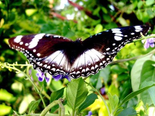 Butterfly - Where are the other butterflies?