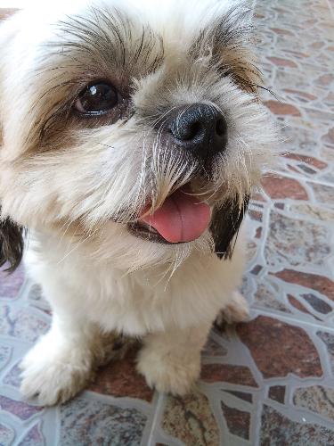 Muffy - This is my dog shih tzu named muffy.