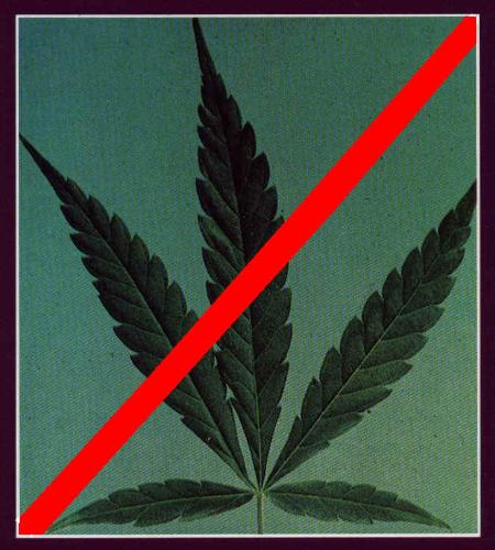 Marijuana illegal drug... - Marijuana illegal drug