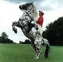 Knabstrupper - A Danish breed of horse that is spotted.