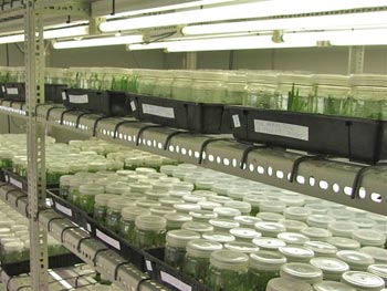 tissue culture - tissue cultured photoes