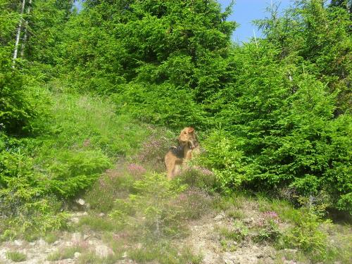 Dog on vacation - Binne during a hike on Mountain Cozia