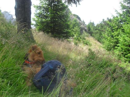 Dog on vacation - Binne during a hike on Mountain Cozia