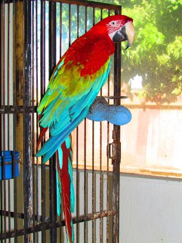 Greenwing Macaw - This is my hand-tame greenwing macaw named Daquiri. I raised him from a baby. He is just 12 years old and can live to be 80 years old or more. He talks and has about 25 words. He also knows the appropriate time to use those words. He also likes to sing La-La-La and dance. When he sees that I am leaving the house to go to work or on errands he knows that it's time to go into his cage, which he does automatically and closes the door. He then says 'Bye-Bye' as I go out the door! Macaws require a lot of work, constant clean-up, and a lot of attention so they don't get bored. If they become bored they can become feather pluckers. Their diets are vegetables and nuts and processed bird pellets. Think long and hard before acquiring any parrot for a pet.