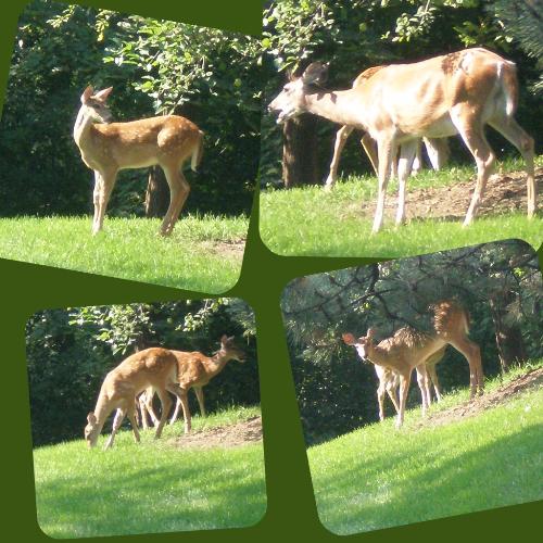 Deers near our house - Normally we use to have rabbits as visitors near our house- farmington hills, detroit--One day I was happy to have 4 deers. photos
