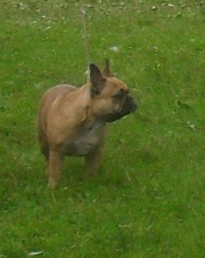 French Bulldog - at CACIB Sibiu 2011