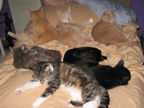 A bed full of cats - Obviously I'm not in it right then