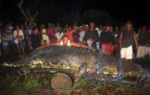 Huge Crocodile found in our coountry - A threat to the village
