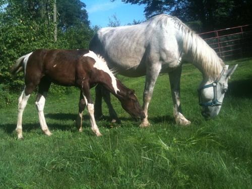 Mare and Foal - A Percheron Mare and her pinto foal.