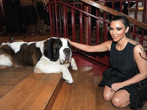 Kim Kardashian  - Here Kim is petting a Saint Bernard.