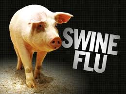 swine flu - swine flu is a disease of pigs. It is a highly contagious respiratory disease caused by one of many Influenza A viruses.