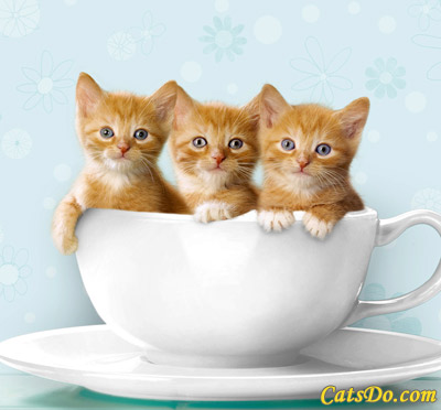 kittens - cute kittens, so cuuuute!