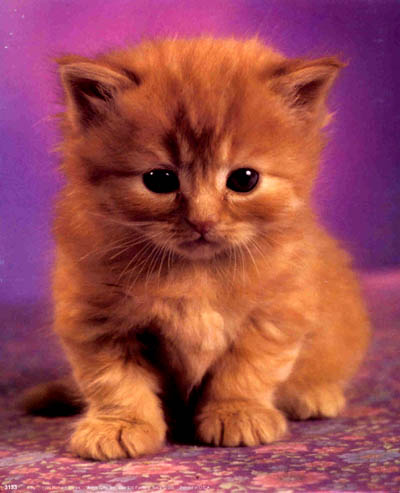 kittens - i love kittens, they're so cute!