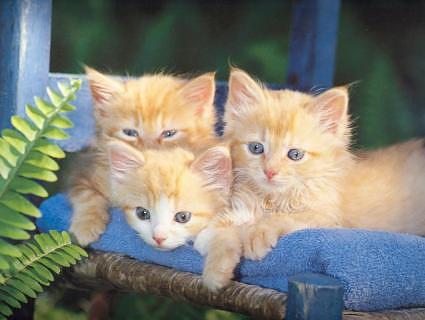 kittens - i love kitens! so cute!