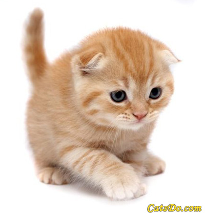 kittens - i love kittens so cute!