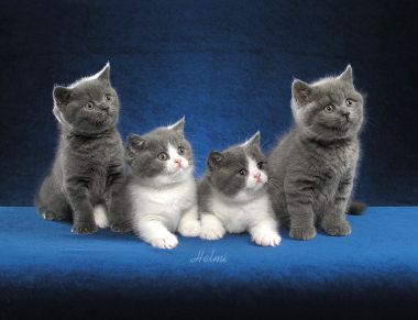 kittens - i love kittens! they're so cute!