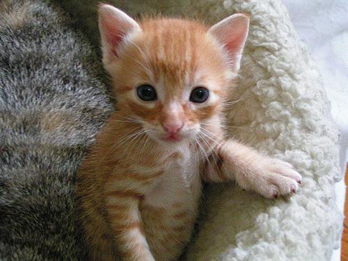 kittens - i love kittens, they're so cute!`