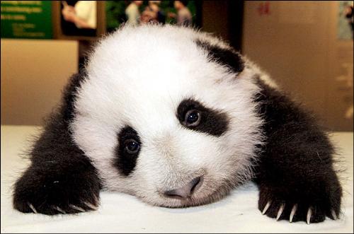 Sleepy Panda - A very dark-eyed circle, lazy and cute panda!