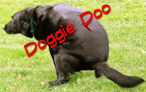 Dog poo - Killed because of dog poo