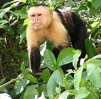 Monkey - A Capuchin monkey. They live in central and south America.