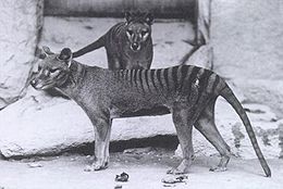 Thylacinus - An extinct Austrialian Marsupual also known as the Austrialian Tiger.