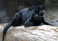Jaguar - A black Jaguar. Another name is a black panther. Leopards can also be found in black,too.