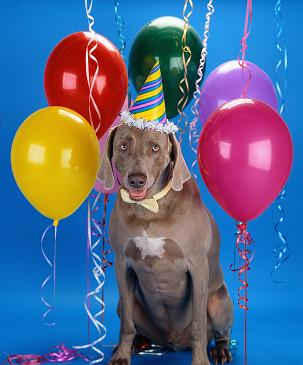 Partyfordog - Party for dog Partyfordog - Party for dog