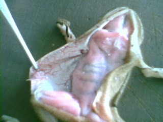 Dissected toad - Toad cut open to show its muscles