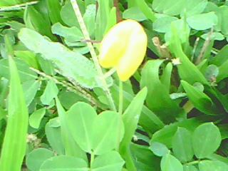 ground creeper - a peanut ground creeper. This is use in covering bare ground and enhance the greenery of your surroundings.
