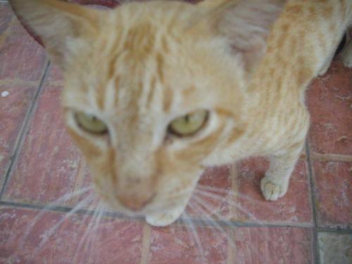 Cat - Pet Cat