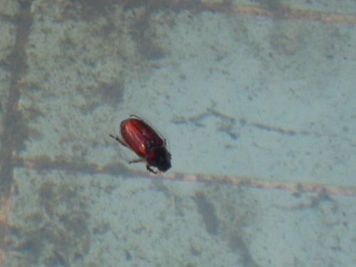 cockroach puree - some people is eating cockroach . cockroach puree - some people is eating cockroach .
