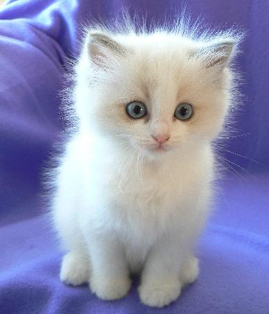 nice cat - very nice cat