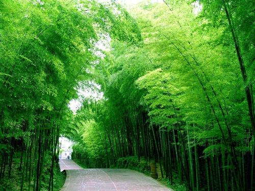 zhuzi - zhuzi is very beautiful plants!do you like it?