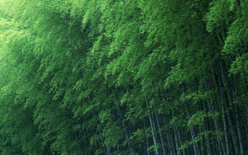 Bamboo - do you like Bamboo? i very like it. it's so green, so wonderful!