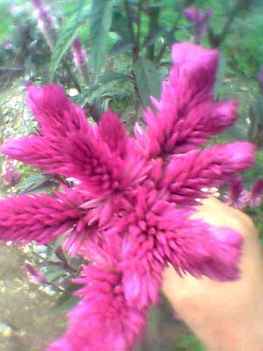Flower - flower