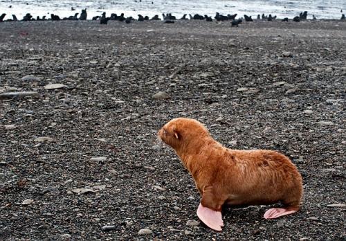 Far From The Crowd - Ginger seal