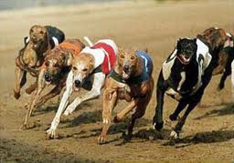 Greyhounds at play - Racing dogs - poetry in motion Greyhounds at play - Racing dogs - poetry in motion